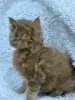 Мейн-кун котята - Кобрин - 264429 - Доска объявлений Kupika.by - Фото 14