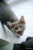 Кошки - Котята Бадун и Носок (5 месяцев) ищут дом - Уречье - Фото 4 Котята Бадун и Носок (5 месяцев) ищут дом - Уречье - 264858 - Доска объявлений Kupika.by - Фото 4