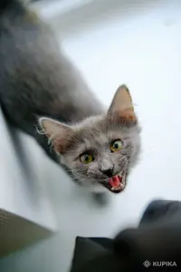 Котята Бадун и Носок (5 месяцев) ищут дом