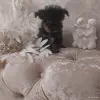 Йоркширский терьер - Вся Беларусь - 265829 - Доска объявлений Kupika.by - Фото 3
