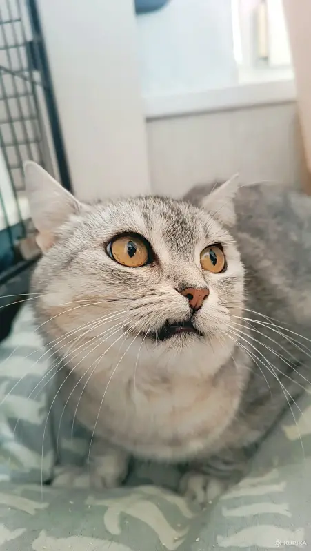 Коха - британская кошка в дар - Вся Беларусь - 266200 - Доска объявлений Kupika.by - Фото 3