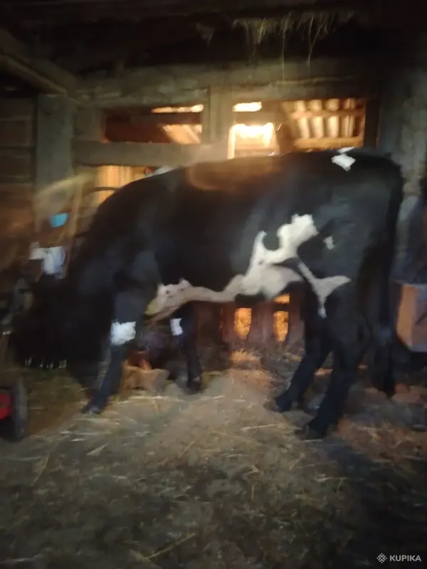 Продам нетель - Вся Беларусь - 265316 - Доска объявлений Kupika.by - Фото 2