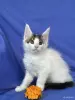Кошки - Мейн-кун котята - Ружаны - Фото 12 Мейн-кун котята - Ружаны - 263816 - Доска объявлений Kupika.by - Фото 12