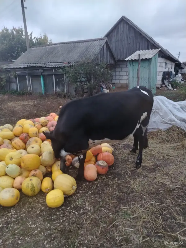 Продам нетель - Вся Беларусь - 265316 - Доска объявлений Kupika.by - Фото 3