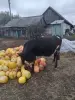 Продам нетель - Вся Беларусь - 265316 - Доска объявлений Kupika.by - Фото 3