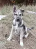 Щенки - Вся Беларусь - 265440 - Доска объявлений Kupika.by - Фото 3