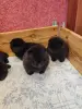 Собаки - Померанский шпиц щенки. - Вся Беларусь - Фото 6 Померанский шпиц щенки. - Вся Беларусь - 264665 - Доска объявлений Kupika.by - Фото 6