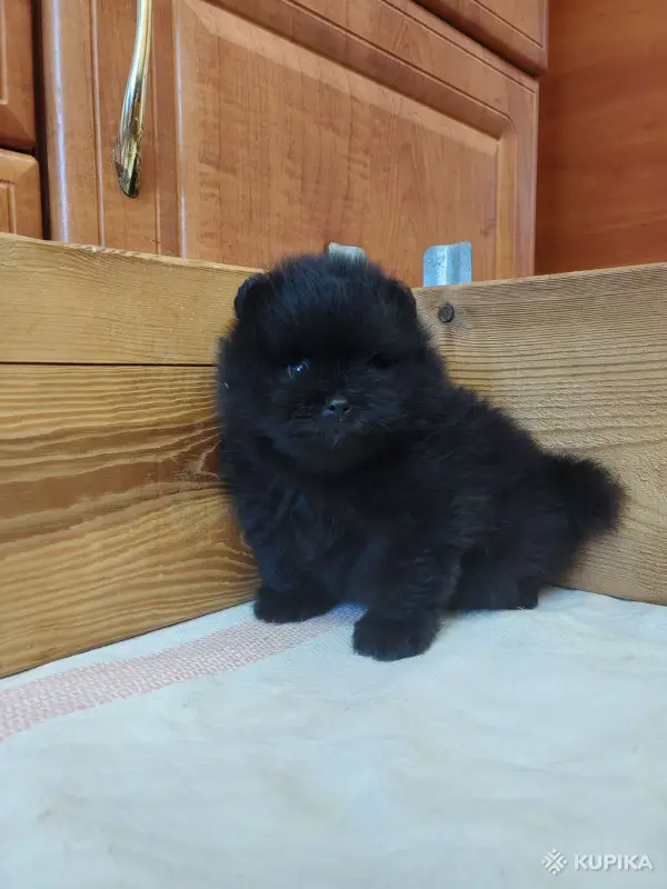 Щенки померанского шпица - Вся Беларусь - 264675 - Доска объявлений Kupika.by - Фото 7