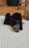 Девочка померанский шпиц - Вся Беларусь - 264843 - Доска объявлений Kupika.by - Фото 2