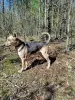 Собаки - Собака - Вся Беларусь Собака - Вся Беларусь - 264970 - Доска объявлений Kupika.by