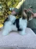 Щенок Бивера - Вся Беларусь - 264531 - Доска объявлений Kupika.by - Фото 4