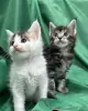 Мейн-кун котята - Вся Беларусь - 263878 - Доска объявлений Kupika.by