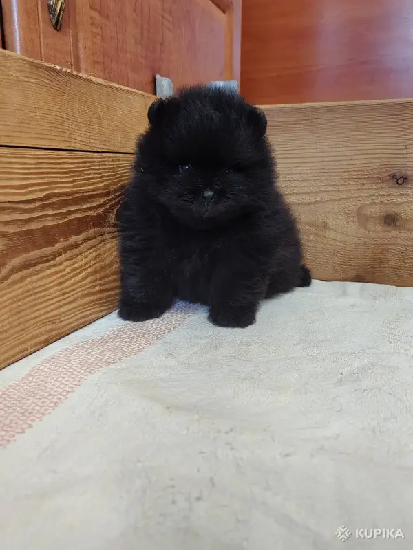 Щенки померанского шпица - Вся Беларусь - 264675 - Доска объявлений Kupika.by - Фото 3