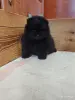 Щенки померанского шпица - Вся Беларусь - 264675 - Доска объявлений Kupika.by - Фото 3