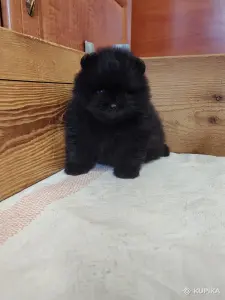 Щенки померанского шпица