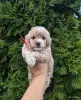 Мальтипу мини - Вся Беларусь - 265102 - Доска объявлений Kupika.by - Фото 2