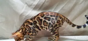 Бенгальские котята