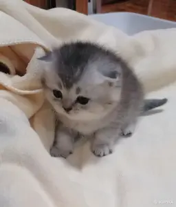 Котята шотландские