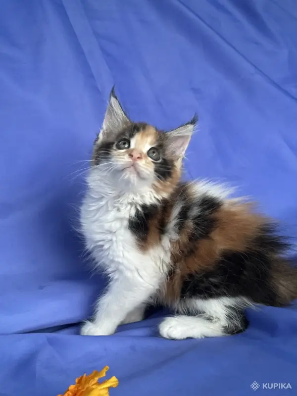 Кошки - Мейн-кун котята - Ружаны Мейн-кун котята - Ружаны - 263816 - Доска объявлений Kupika.by