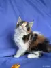 Кошки - Мейн-кун котята - Ружаны Мейн-кун котята - Ружаны - 263816 - Доска объявлений Kupika.by