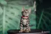 Бенгальский котёнок - Вся Беларусь - 264751 - Доска объявлений Kupika.by