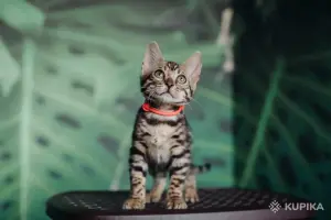 Бенгальский котёнок