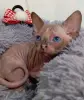 Канадский сфинкс котята - Сморгонь - 264555 - Доска объявлений Kupika.by