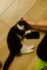 Кошки - Котята Бадун и Носок (5 месяцев) ищут дом - Уречье - Фото 5 Котята Бадун и Носок (5 месяцев) ищут дом - Уречье - 264858 - Доска объявлений Kupika.by - Фото 5