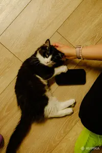 Котята Бадун и Носок (5 месяцев) ищут дом