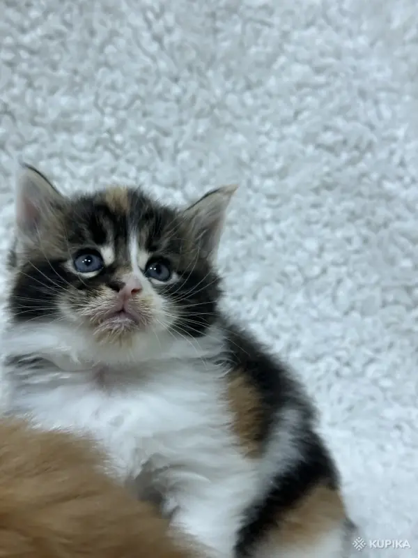 Мейн-кун котята - Кобрин - 264429 - Доска объявлений Kupika.by - Фото 9