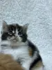 Мейн-кун котята - Кобрин - 264429 - Доска объявлений Kupika.by - Фото 9