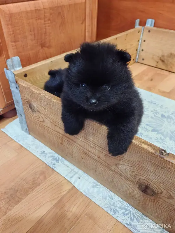 Собаки - Девочка померанского шпица - Воропаево - Фото 3 Девочка померанского шпица - Воропаево - 264794 - Доска объявлений Kupika.by - Фото 3
