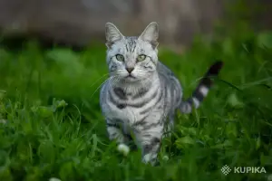 Бенгальская кошка