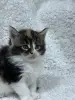 Мейн-кун котята - Кобрин - 264429 - Доска объявлений Kupika.by - Фото 10