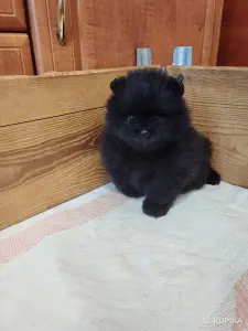 Щенки померанского шпица