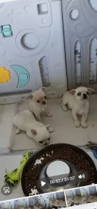 Чихуахуа