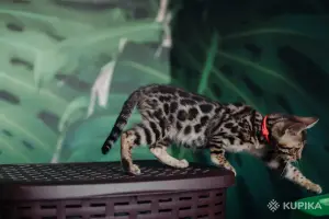 Бенгальский котёнок