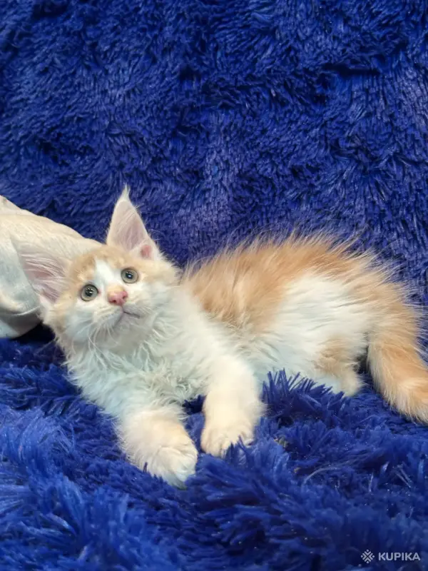 Кошки - Мейн-кун котята - Комарин - Фото 13 Мейн-кун котята - Комарин - 264967 - Доска объявлений Kupika.by - Фото 13
