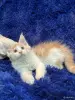 Кошки - Мейн-кун котята - Комарин - Фото 13 Мейн-кун котята - Комарин - 264967 - Доска объявлений Kupika.by - Фото 13
