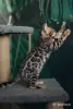 Бенгальский котёнок мальчик, кот бенгал - Вся Беларусь - 264822 - Доска объявлений Kupika.by - Фото 5