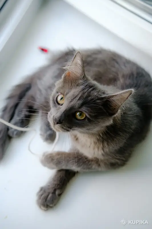 Кошки - Котята Бадун и Носок (5 месяцев) ищут дом - Уречье - Фото 2 Котята Бадун и Носок (5 месяцев) ищут дом - Уречье - 264858 - Доска объявлений Kupika.by - Фото 2