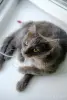 Кошки - Котята Бадун и Носок (5 месяцев) ищут дом - Уречье - Фото 2 Котята Бадун и Носок (5 месяцев) ищут дом - Уречье - 264858 - Доска объявлений Kupika.by - Фото 2
