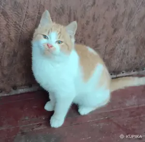 Красивый и очень забавный котёнок