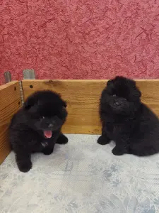 Померанский шпиц щенки.