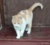 Красивый и очень забавный котёнок - Вся Беларусь - 266142 - Доска объявлений Kupika.by