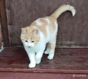 Красивый и очень забавный котёнок