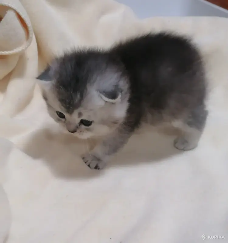 Кошки - Котята шотландские - Вся Беларусь - Фото 2 Котята шотландские - Вся Беларусь - 264599 - Доска объявлений Kupika.by - Фото 2