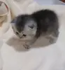 Кошки - Котята шотландские - Вся Беларусь - Фото 2 Котята шотландские - Вся Беларусь - 264599 - Доска объявлений Kupika.by - Фото 2