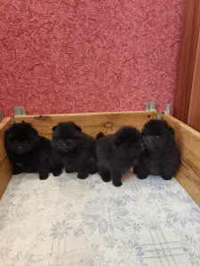 Померанский шпиц.