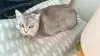 Коха - британская кошка в дар - Вся Беларусь - 266200 - Доска объявлений Kupika.by - Фото 2